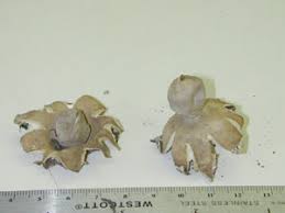 Attēlu rezultāti vaicājumam “Geastrum pectinatum”