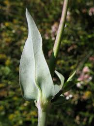 Image result for Silene vulgaris