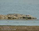 Crocodylus niloticus Krokodýl nilský Cocodrilo del Nilo Nilkrokodil