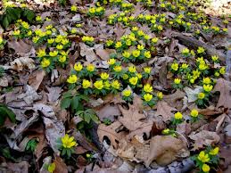 Attēlu rezultāti vaicājumam “Eranthis hyemalis”