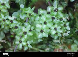 Attēlu rezultāti vaicājumam “Rhizomnium punctatum”