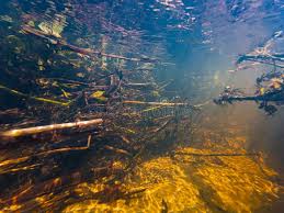 Attēlu rezultāti vaicājumam “Berula erecta leaf”