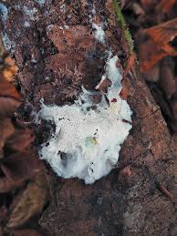 Attēlu rezultāti vaicājumam “Cystostereum murrayi”