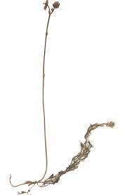 Attēlu rezultāti vaicājumam “Utricularia minor bud”