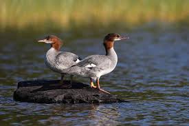 Attēlu rezultāti vaicājumam “Mergus merganser juvenile”