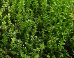 Attēlu rezultāti vaicājumam “Ceratodon purpureus”