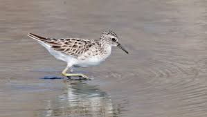 Image result for Calidris subminuta