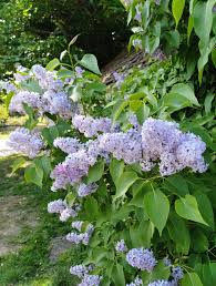 Attēlu rezultāti vaicājumam “Syringa vulgaris”