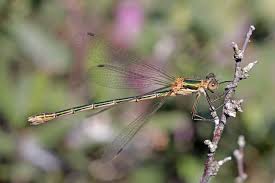 Attēlu rezultāti vaicājumam “Lestes sponsa”