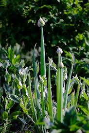 Attēlu rezultāti vaicājumam “Allium schoenoprasum bud”