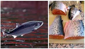 Image result for Salmo ciscaucasicus