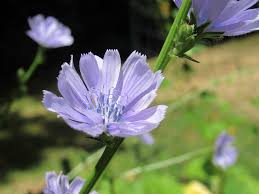 Image result for Cichorium intybus
