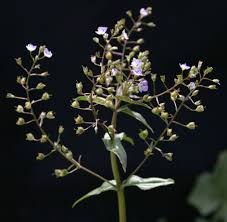 Attēlu rezultāti vaicājumam “Veronica anagallis-aquatica fruit”