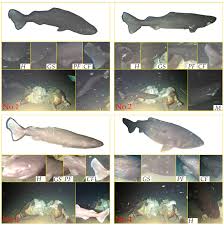 Image result for Somniosus pacificus