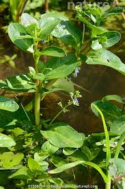 Attēlu rezultāti vaicājumam “Veronica beccabunga”