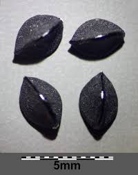 Attēlu rezultāti vaicājumam “Fallopia convolvulus fruit”