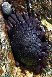 Attēlu rezultāti vaicājumam “Colloderma oculatum sessile”