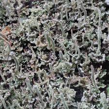 Attēlu rezultāti vaicājumam “Cladonia coniocraea”