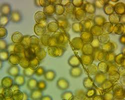 Attēlu rezultāti vaicājumam “Perichaena corticalis”