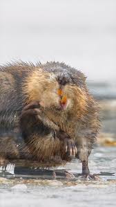 Attēlu rezultāti vaicājumam “Ondatra zibethicus”