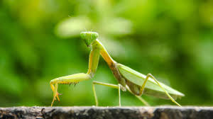 Attēlu rezultāti vaicājumam “Mantis religiosa”