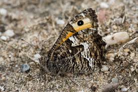 Attēlu rezultāti vaicājumam “Hipparchia semele”