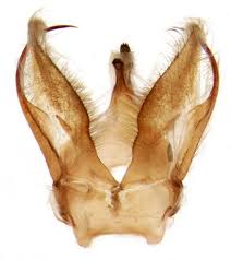 Attēlu rezultāti vaicājumam “Crambus hamella”