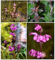 Attēlu rezultāti vaicājumam “Pedicularis palustris leaf”