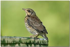 Attēlu rezultāti vaicājumam “Turdus pilaris juvenile”