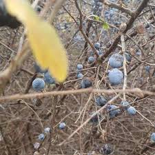 Attēlu rezultāti vaicājumam “Prunus spinosa fruit”