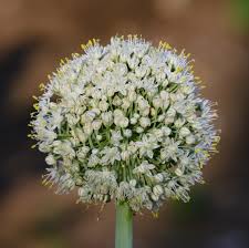 Attēlu rezultāti vaicājumam “Allium cepa”