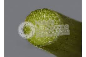 Attēlu rezultāti vaicājumam “Hippuris vulgaris leaf”