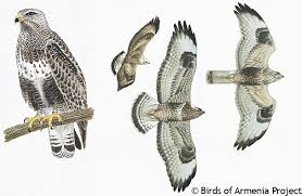 Attēlu rezultāti vaicājumam “Buteo lagopus adult”