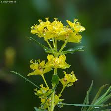 Attēlu rezultāti vaicājumam “Euphorbia virgata flower”