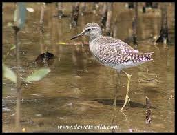 Attēlu rezultāti vaicājumam “Tringa glareola”
