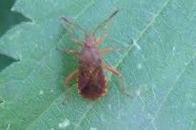 Attēlu rezultāti vaicājumam “Rhopalus maculatus”