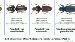 Attēlu rezultāti vaicājumam “Pterostichus oblongopunctatus”