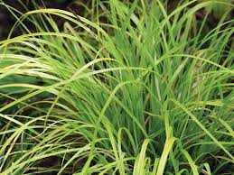 Attēlu rezultāti vaicājumam “Carex elongata”