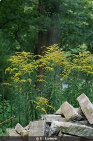 Attēlu rezultāti vaicājumam “Solidago virgaurea leaf”