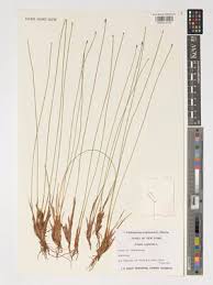 Attēlu rezultāti vaicājumam “Trichophorum cespitosum”