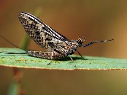 Attēlu rezultāti vaicājumam “Ephemeroptera imago”