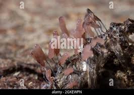 Attēlu rezultāti vaicājumam “Stemonitopsis typhina macro”