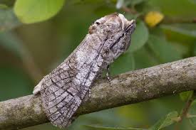 Attēlu rezultāti vaicājumam “Cossus cossus”