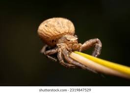 Attēlu rezultāti vaicājumam “Xysticus ulmi”