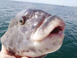 Image result for Tautoga onitis