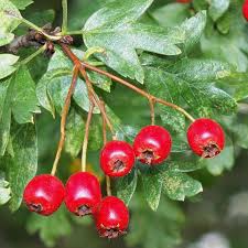 Attēlu rezultāti vaicājumam “Crataegus monogyna subsp. nordica”