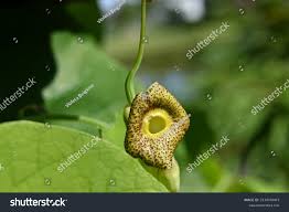 Attēlu rezultāti vaicājumam “Aristolochia durior”