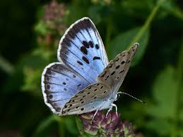 Attēlu rezultāti vaicājumam “Phengaris arion”