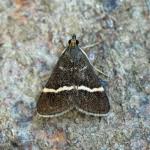 Attēlu rezultāti vaicājumam “Pyrausta cingulata”