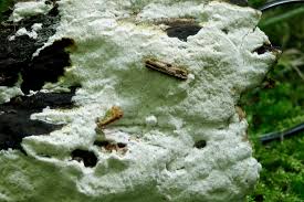 Attēlu rezultāti vaicājumam “Sidera lenis”